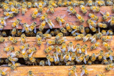 Bal peteği arka planında bir sürü arı var