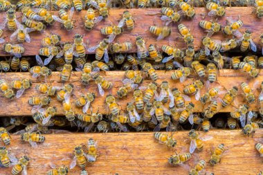 Bal peteği arka planında bir sürü arı var