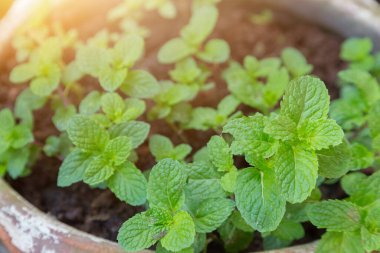 Organik tarım alanında taze yeşil nane bitkileri.