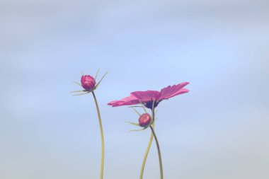 Renkli pembe ve kırmızı kozmos çiçekleri bahçede, yumuşak odaklı arka plan
