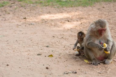 Anne maymun ve bebek maymun kumda oturur ve muz yer.
