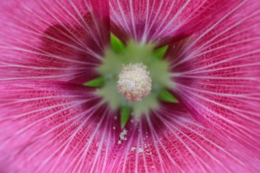 Aşk evliliği için güzel pembe çiçeğin yakın plan çekimi.