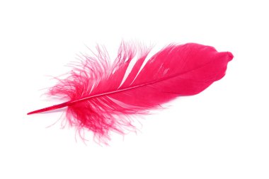 Beyaz arkaplanda kırmızı tüyler izole edildi