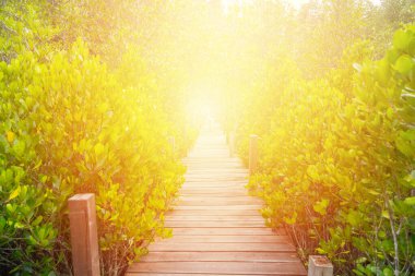 Tayland 'daki tropik ormanlarda dinlenmek için doğaya giden tahta köprü.