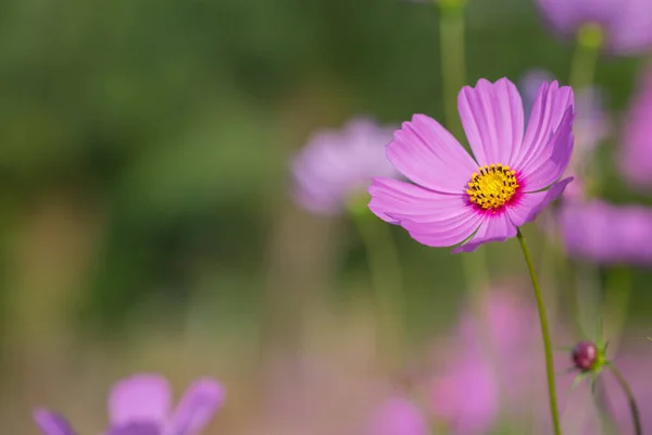 Renkli Pembe Kırmızı Kozmos Çiçekleri Bahçede Yumuşak Odaklı Arka Plan — Stok fotoğraf