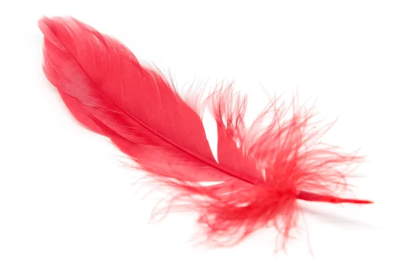 Red Feathers Isolated White Background — Stock Photo, Image