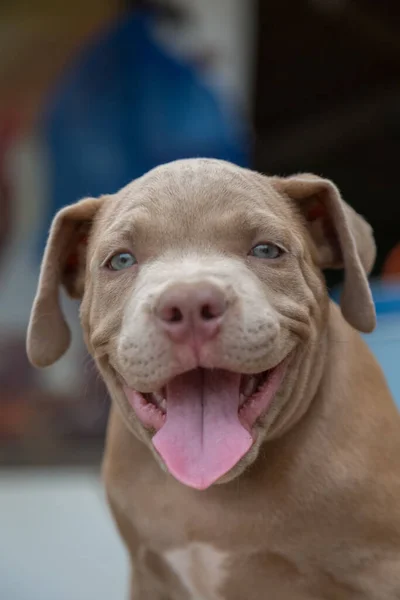Baby Pitbull Uśmiech Szukać Kogoś Gry Rozmyte Tło — Zdjęcie stockowe