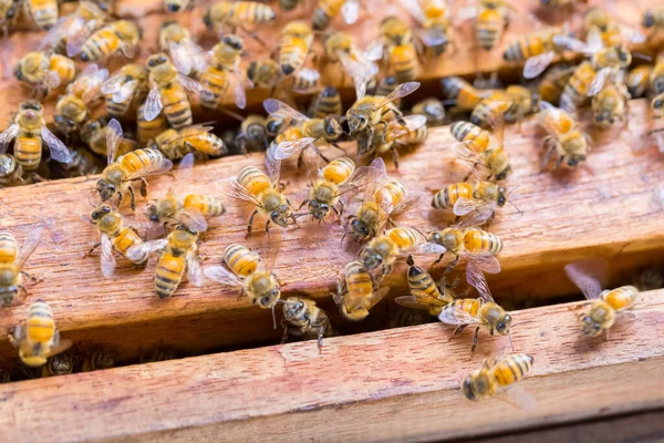 Muchas Abejas Sobre Fondo Panal —  Fotos de Stock