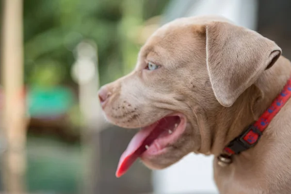 Baby Pitbull Glimlach Zoek Naar Iemand Spelen Wazig Achtergrond — Stockfoto