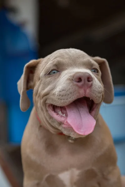 Baby Pitbull Uśmiech Szukać Kogoś Gry Rozmyte Tło — Zdjęcie stockowe