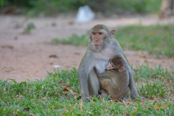 Mother Monkey Baby Monkey Lawn — Stock Photo, Image