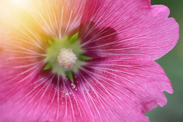 Närbild Rosa Blomma Vacker För Kärlek Bröllop Bakgrund — Stockfoto