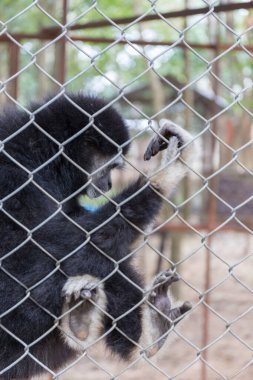 Parktaki kafesin arkasındaki tek şebeke.