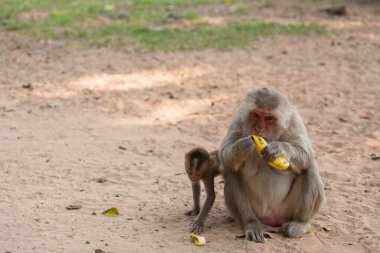 Anne maymun ve bebek maymun kumda oturur ve muz yer.