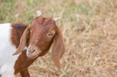 Kahverengi sevimli keçi yeşil arka planlı kameraya bakıyor