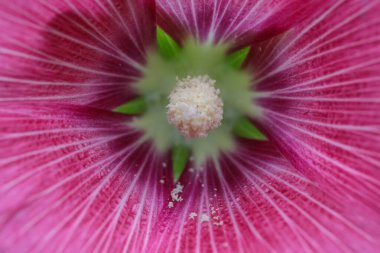 Aşk evliliği için güzel pembe çiçeğin yakın plan çekimi.