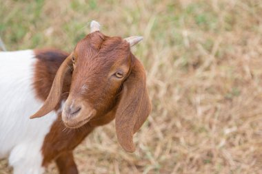 Kahverengi sevimli keçi yeşil arka planlı kameraya bakıyor