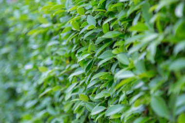 Yeşil doğa arkaplanını terk eder