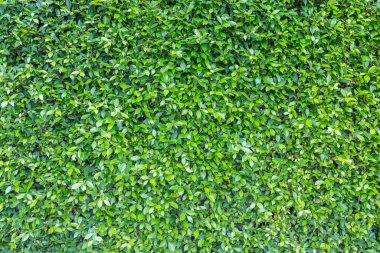 Yeşil doğa arkaplanını terk eder