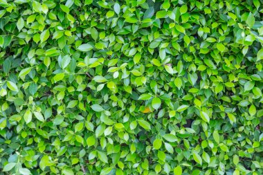 Yeşil doğa arkaplanını terk eder