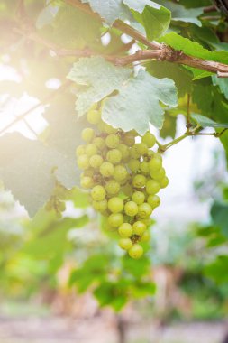 Şarap yapmak için ağaçta taze yeşil üzümler