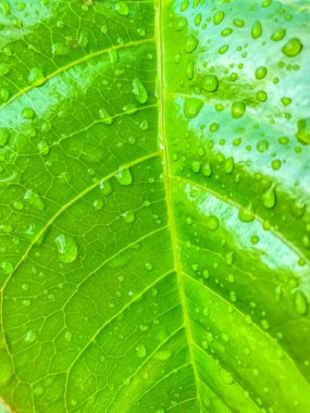 Su damlaları ile yeşil yaprak doğa arka planı