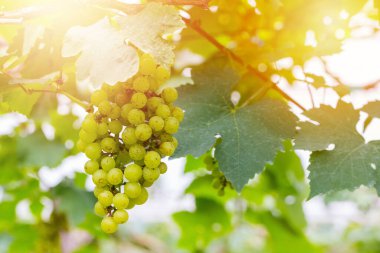 Şarap yapmak için ağaçta taze yeşil üzümler