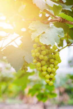 Şarap yapmak için ağaçta taze yeşil üzümler