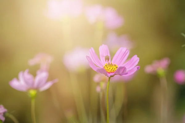 Kleurrijke Roze Rode Kosmos Bloemen Tuin Met Zachte Focus Achtergrond — Stockfoto