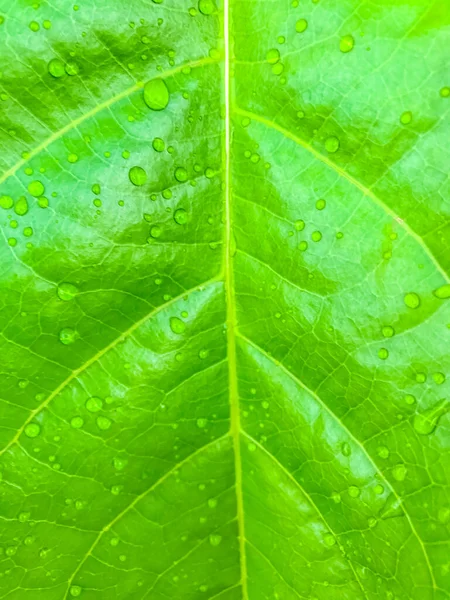 Folha Verde Com Gotas Água Natureza Fundo — Fotografia de Stock