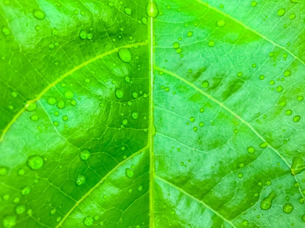 Зелений Лист Краплями Води Фон Природи — стокове фото