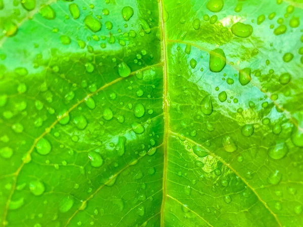 Zielony Liść Kroplami Wody Tło Natury — Zdjęcie stockowe