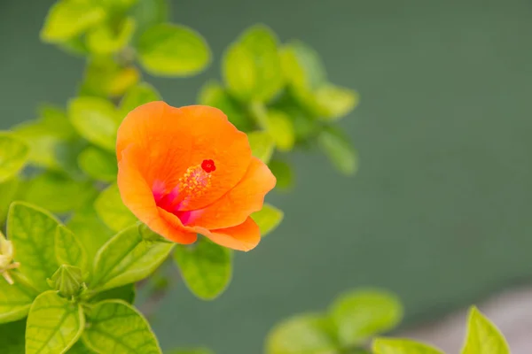 Barva Květiny Zeleným Přírodním Pozadím — Stock fotografie