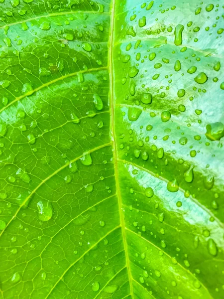 Feuille Verte Avec Gouttes Eau Fond Nature — Photo