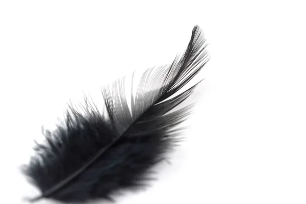 白い背景に隔離された黒い羽を閉じる — ストック写真
