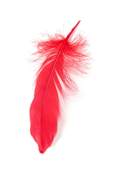 白色背景下的红色羽毛 — 图库照片