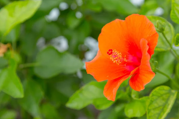 Couleur Fleur Avec Fond Vert Nature — Photo