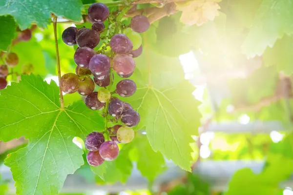 Fresh Green Grapes Tree Made Wine — Stock Photo, Image