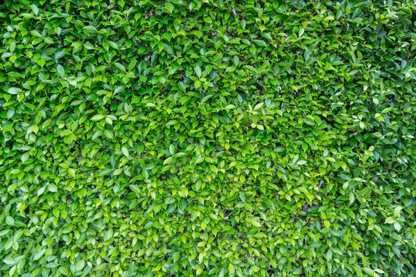 Green Leaves Nature Background — Stock Photo, Image