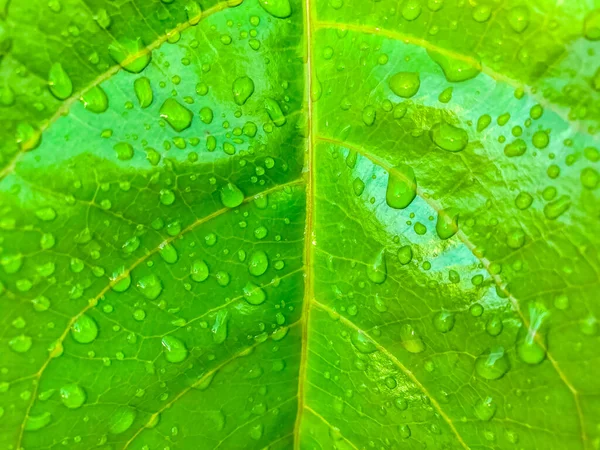 Grünes Blatt Mit Wassertropfen Natur Hintergrund — Stockfoto