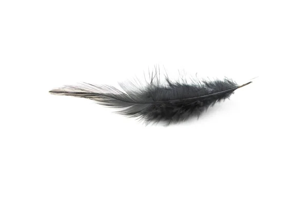 在白色背景上隔离的黑色羽毛 — 图库照片
