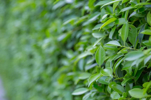 Verde Deja Fondo Naturaleza — Foto de Stock