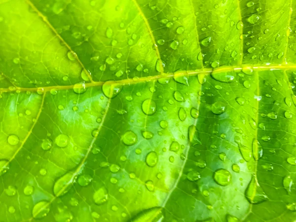 Folha Verde Com Gotas Água Natureza Fundo — Fotografia de Stock