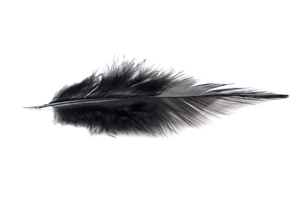 배경에 분리되어 깃털을 클로즈업 — 스톡 사진