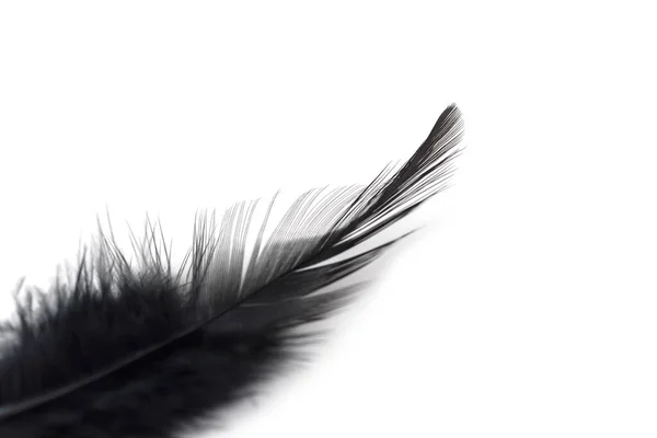 白い背景に隔離された黒い羽を閉じる — ストック写真