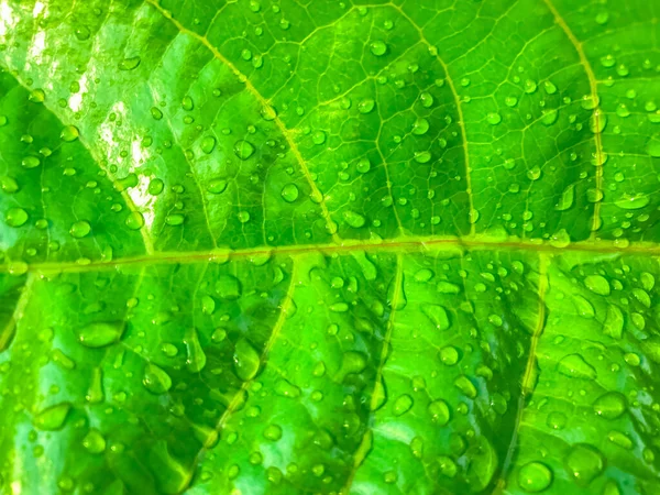 Folha Verde Com Gotas Água Natureza Fundo — Fotografia de Stock