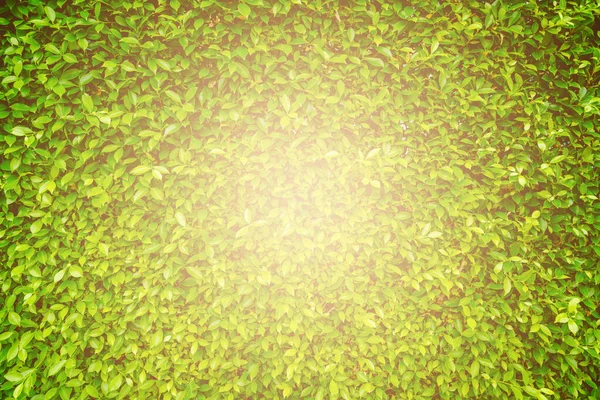 Grün Lässt Die Natur Hinter Sich — Stockfoto