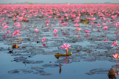 Mor çiçekli pembe su zambağı gölün arka planında çiçek açar.