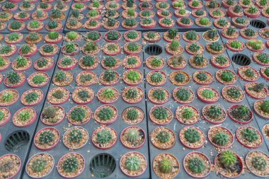 Arka planda küçük çeşitlilikte kaktüs bitkisi var.