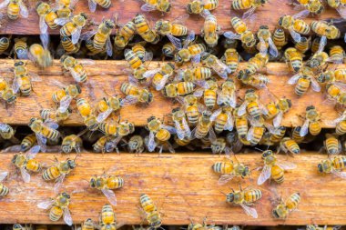 Bal peteği arka planında bir sürü arı var